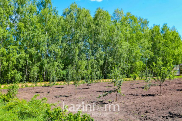 Когда можно высаживать новые деревья на месте сгоревших при пожаре