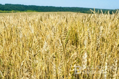 Урожай зерна в России в 2025 году составил 138,76 млн тонн