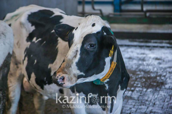 В Казахстане уменьшилось количество очагов бруцеллеза