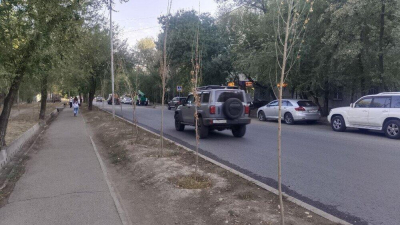 Саженцы деревьев ежегодно десятками гибнут в Алматы