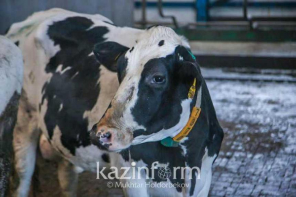 В Костанайской области растет число заболевших бруцеллезом