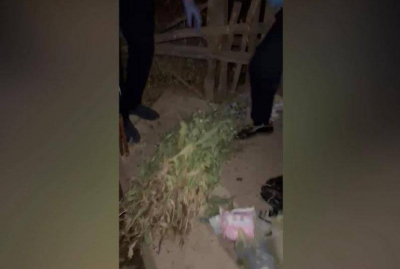 Опийный мак выращивал в огороде житель Шымкента