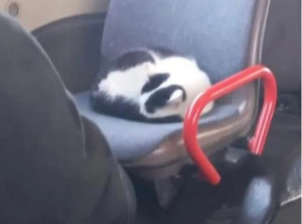 Кот ездит зайцем