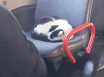 Кот ездит зайцем