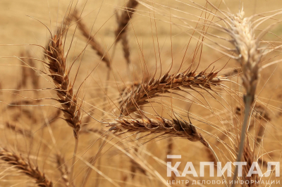 Сладкая жизнь: ежегодно Казахстан выращивает около 1,3 млн арбузов