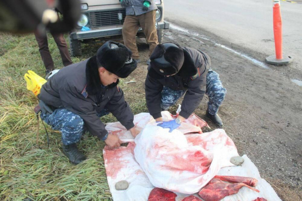 Браконьера задержали за отстрел косуль в ВКО Дополнено