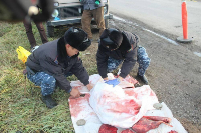 Браконьера задержали за отстрел косуль в ВКО  Дополнено