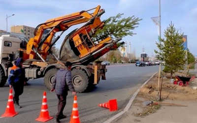 Сосны высотой 5 метров посадили в 11 микрорайоне