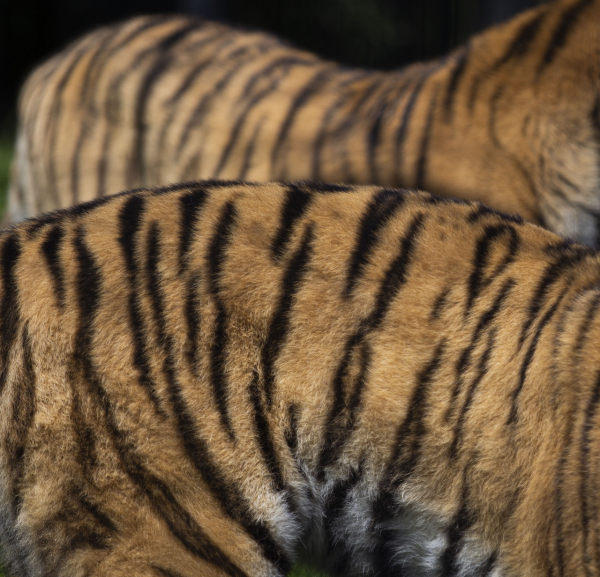 Возвращение тигра в Казахстан и реинтродукция гепарда: ключевые проекты WWF на CoP20 в Самарканде