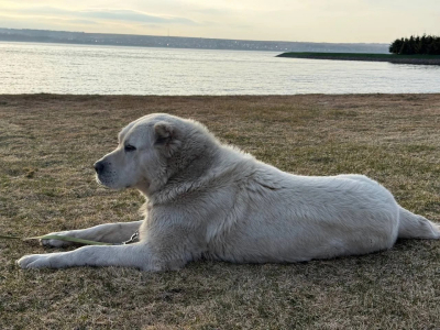 Минниханов поделился фотографией прогулки со своим псом на фоне Волги