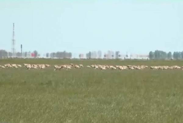 Режим ЧС из-за сайгаков просят объявить в ЗКО