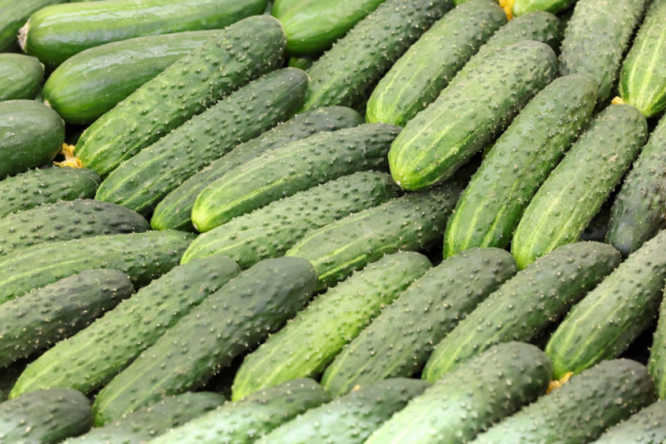 Стоимость килограмма огурцов в России побила шестилетний рекорд