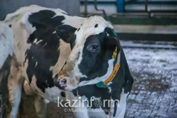 Ограничительные меры вводят в Костанайской области из-за бруцеллеза