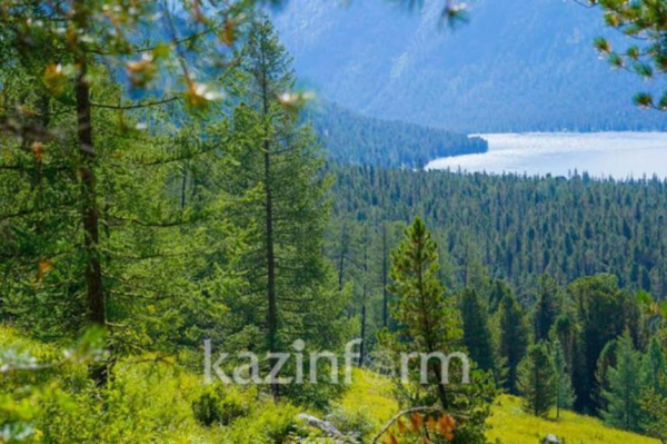 Южная Корея поможет Казахстану восстановить леса