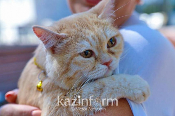 Чипирование собак и кошек бесплатно проводят в Астане
