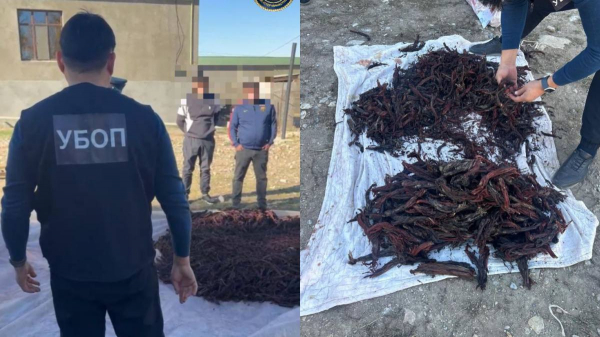 Почти 100 кг редкого растения собрали задержанные жители Туркестанской области
