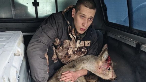 В Буинском районе спасли раненую косулю, забежавшую на территорию больницы