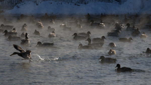 В Татарстане с 25 марта начинается прием заявлений на охоту на пернатую дичь 19/03/2026 &ndash; Новости
