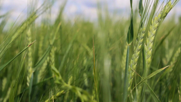 Республика Татарстан отправила экспериментальную газонную траву в Саудовскую Аравию 02/02/2026 &ndash; Новости