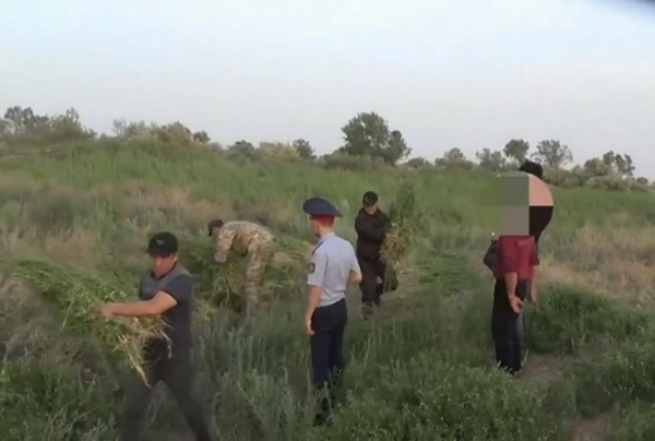 Возможности переработки дикорастущей конопли Шуской долины обсудили в Жамбылской области