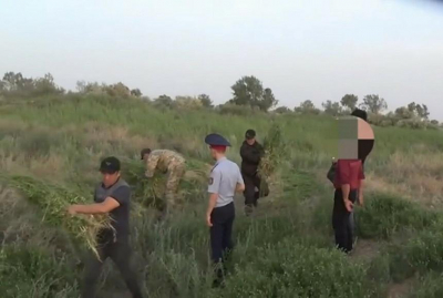 Возможности переработки дикорастущей конопли Шуской долины обсудили в Жамбылской области
