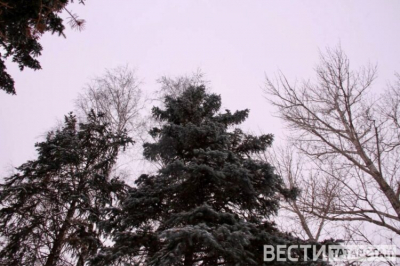 В Татарстане по нацпроекту восстановили леса на 5335 гектаров