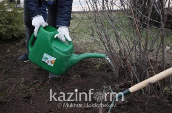 Более 2000 саженцев краснокнижного ясеня посадили в Алматинской области