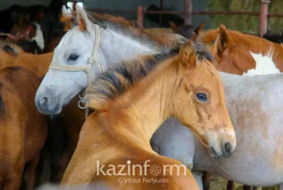 Ввести запрет на ввоз пшеницы намерены в Казахстане