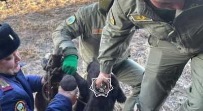В Абайском районе спасены два чабана