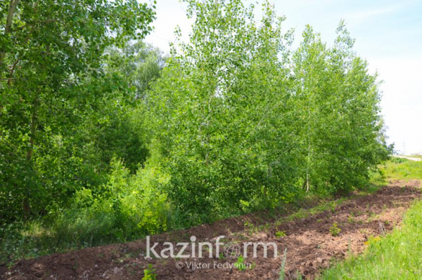 Новые правила по созданию зеленых насаждений примут в Астане
