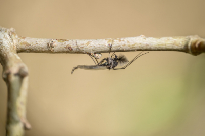 Гидрометцентр: в Москве ожидается снег и заморозки к выходным