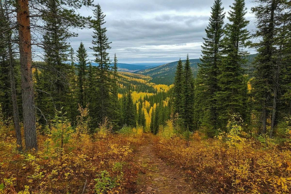 Разработка E-CAHORS позволит следить за &laquo;дыханием&raquo; лесов и болот с помощью лазеров