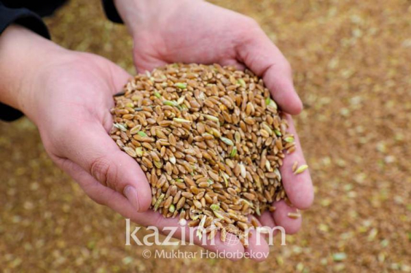Какого урожая зерновых ожидают в Казахстане