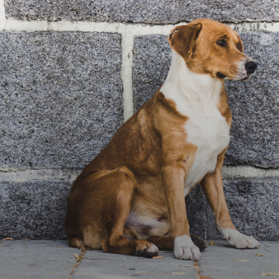 Потерялась собака: Как действовать